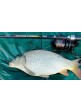 Котушка CXP Pro Power Feeder 5000 5BB+1RB 4.4:1 + шпуля
