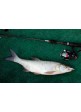 Катушка Energofish Black Fighter Spin 3000 5BB+1RB 5.2:1