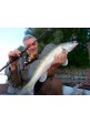 Катушка Energofish Bokor Pro Spin JF 2000 8BB+1RB 5.4:1+ал. шпуля